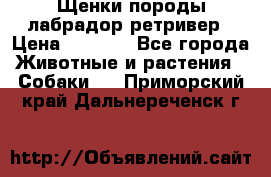 Щенки породы лабрадор ретривер › Цена ­ 8 000 - Все города Животные и растения » Собаки   . Приморский край,Дальнереченск г.